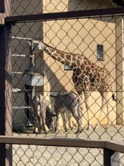 京都市動物園