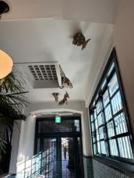 �C�V���֘A